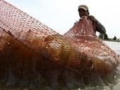 Tôm Việt Nam lấy lại hình ảnh đẹp ở thị trường Nhật 
