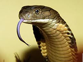 Khuyến cáo các cơ sở chăn nuôi về lệnh cấm nhập một số loài rắn vào Hoa Kỳ