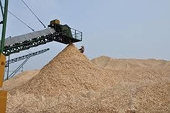 VN xuất khẩu dăm gỗ nhiều nhất trên thế giới