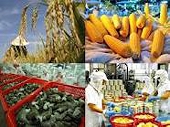 Xuất khẩu nông, lâm, thủy sản ước đạt 8 tỷ USD