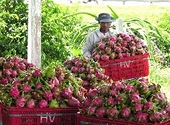 Trái cây xuất khẩu của Việt Nam còn những trăn trở