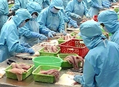 Xuất khẩu cá tra sang Châu Âu gặp khó