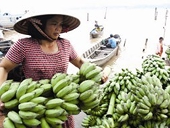 Trung Quốc “trút giận” lên chuối Philippines