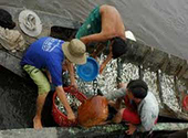 Vì sao ngành thủy sản Việt Nam giảm sức cạnh tranh?