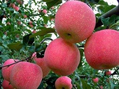 Indonesia và Nhật ngưng nhập khẩu táo từ Trung Quốc
