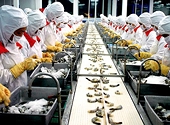 EU tăng thuế nhập khẩu đối với tôm Thái Lan: Cơ hội cho tôm Việt Nam?