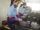 Bán điều với giá thấp, bị Trung Quốc kiểm tra