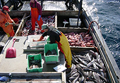 EU cấm nhập khẩu thủy sản bị lạm thác 