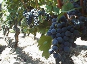 Trái cây Chile xuất khẩu sang Việt Nam tăng mạnh