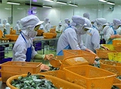 Bỏ kiểm tra 30% lô tôm Việt Nam đối với Ethoxyquin