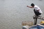 Tôm Việt Nam có giành lại lợi thế ở thị trường Nhật?