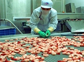 Xuất khẩu tôm vào thị trường Đức có tín hiệu tốt