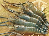 Nhật Bản kiểm tra 100% tôm Việt Nam về chỉ tiêu Ethoxyquin 