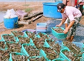 Tìm giải pháp phá rào cản Ethoxyquin cho tôm xuất khẩu sang Nhật