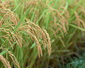 Dự báo 10 quốc gia xuất khẩu gạo hàng đầu thế giới năm 2012