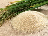 Hàn Quốc tạm ngừng mua gạo Mỹ do phát hiện mức thạch tín cao trong gạo