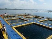 Friends of the Sea đẩy mạnh hệ thống chứng nhận tại Châu Á 