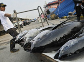 Indonesia sẽ đẩy mạnh khai thác và xuất khẩu cá ngừ