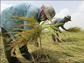 Chính phủ Thái Lan tiếp tục chương trình trợ giá gạo 