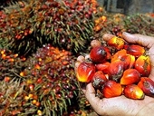 Tổng thống Indonesia kêu gọi dỡ rào cản thương mại