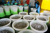 Thái Lan đẩy mạnh xuất khẩu tôm sang Nhật Bản nhờ Ethoxyquin 