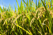 Nigeria cấm nhập khẩu gạo vào năm 2015