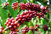 Xuất khẩu nông sản tăng mạnh về lượng