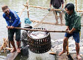 Xuất khẩu cá tra sang Mỹ tiếp tục giảm 