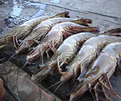 Bộ Thương mại Hoa Kỳ chính thức khởi xướng điều tra chống trợ cấp đối với tôm nước ấm đông lạnh của Việt Nam