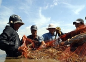 Việt Nam phản đối Mỹ vụ kiện chống phá giá tôm