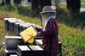 Mỹ mạnh tay với mật ong nhập lậu từ Trung Quốc