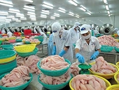 Cá tra Việt Nam xuất khẩu rộng đường hơn nhờ ASC