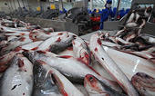 EU sẽ nhập khẩu cá tra có chứng nhận ASC