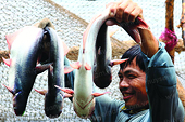 POR8 – Cú “đánh úp” của DOC