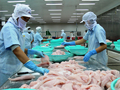 Xử lý nghiêm việc lợi dụng phán quyết của DOC để ép giá cá tra