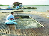 ASC, GAA và GlobalGAP thỏa thuận kết hợp hài hòa các tiêu chuẩn nuôi trồng thủy sản 