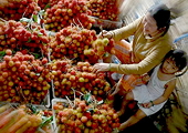 Rau quả tươi có thể vào lại EU 