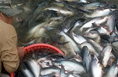  Trung Quốc đẩy mạnh xuất khẩu cá da trơn để thay thế thị phần của Mỹ