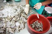 Ngành tôm Thái Lan mong hỗ trợ từ chính phủ