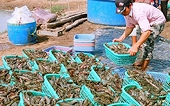 Bảo hộ mậu dịch núp bóng chống trợ giá