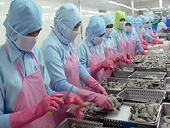  Tôm vào Mỹ gồng mình cõng thuế