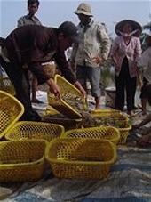 Việt Nam ít bị ảnh hưởng nhất từ thuế chống trợ cấp tôm
