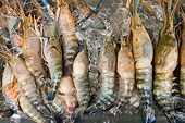 Mỹ hạ thuế chống bán phá giá tôm Thái xuống 0%