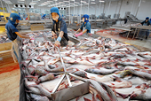 Trung Quốc tăng nhập khẩu cá tra Việt Nam