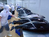 Nhiều cơ hội xuất khẩu cá ngừ sang Đức