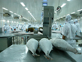 Xuất khẩu cá ngừ sang ASEAN nhiều biến động
