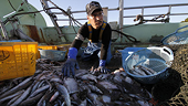 Nhật đề nghị WTO can thiệp về lệnh cấm nhập khẩu cá