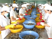Gian nan tôm Việt Nam vào Hoa Kỳ