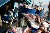 Xuất khẩu cá tra sang Mexico sụt giảm trong tháng 9 