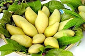 Xoài VN chính thức vào Hàn Quốc